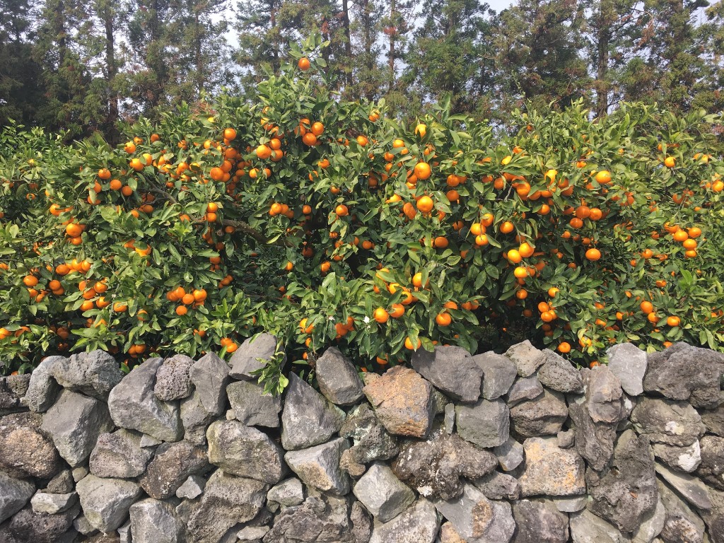 대한민국 제주
